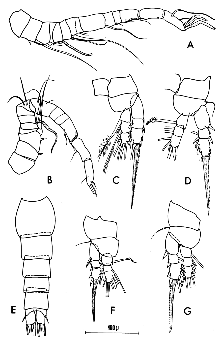 Espèce Oithona similis-Group - Planche 26 de figures morphologiques