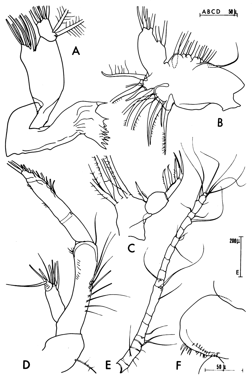 Species Acartia (Acartiura) clausi - Plate 42 of morphological figures