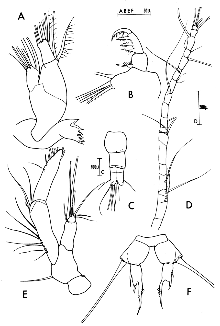 Species Acartia (Acartiura) clausi - Plate 43 of morphological figures