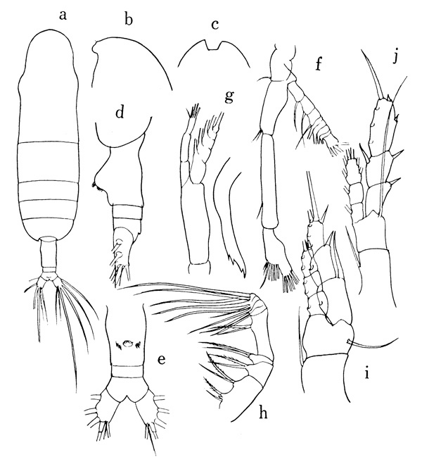 Espce Euaugaptilus angustus - Planche 1 de figures morphologiques