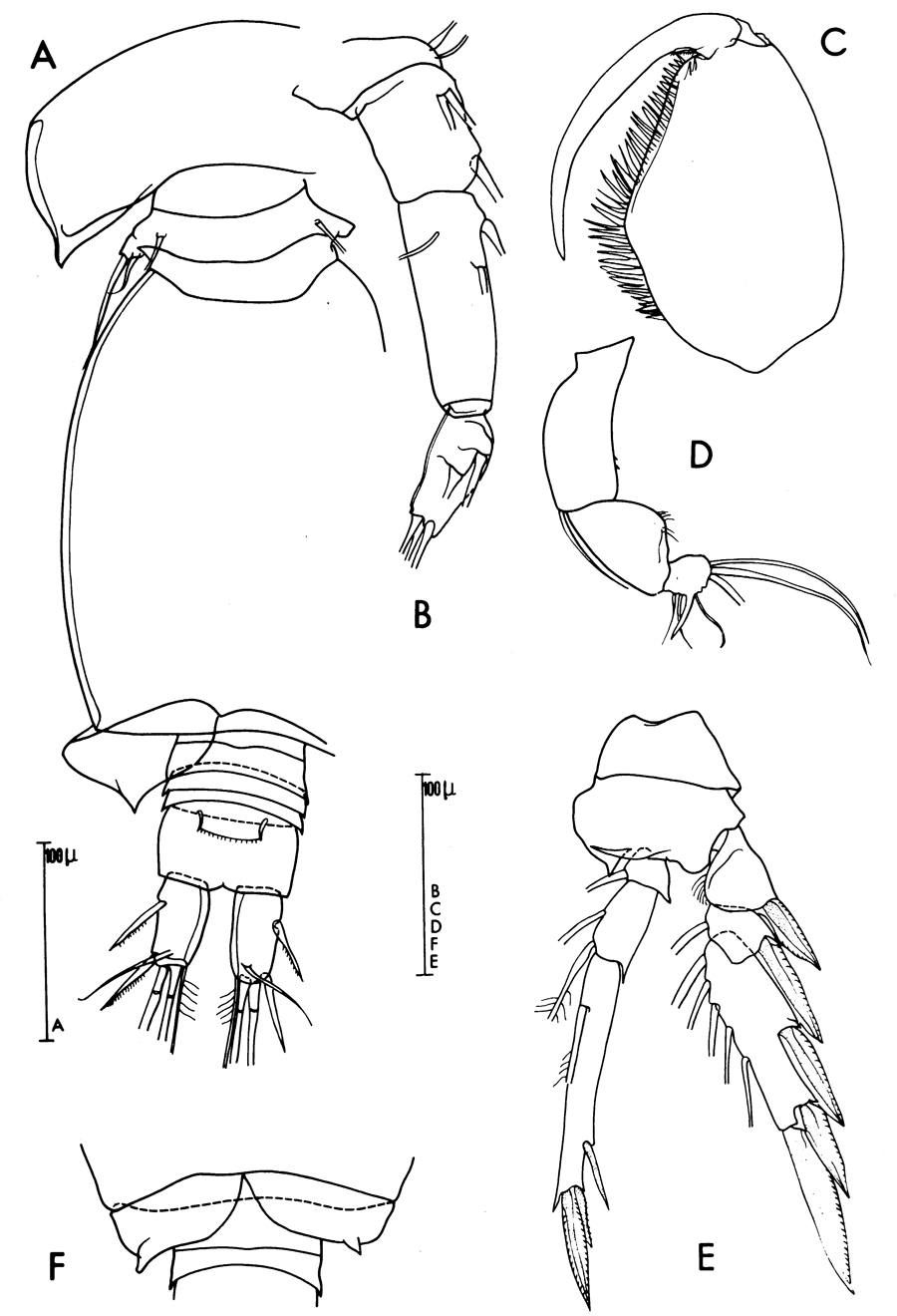 Species Oncaea media - Plate 11 of morphological figures