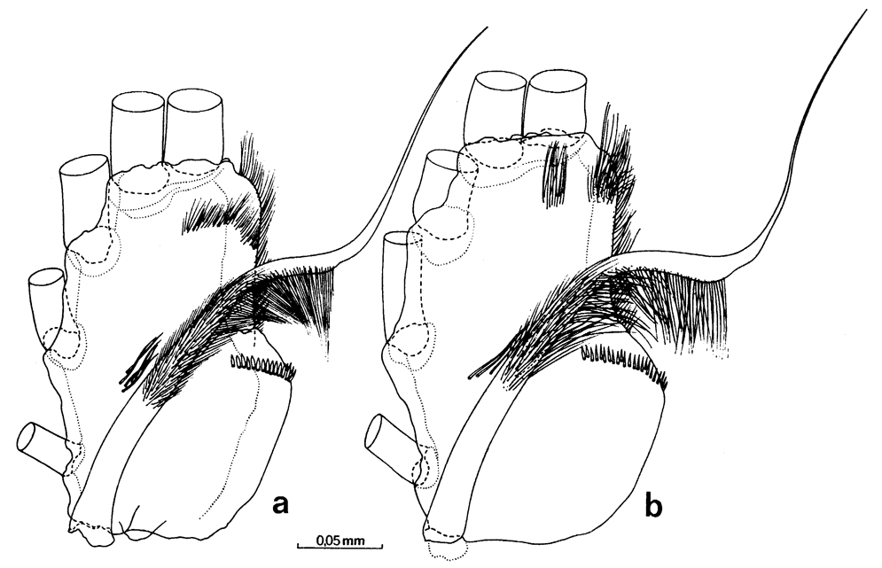 Espèce Euchirella orientalis - Planche 3 de figures morphologiques
