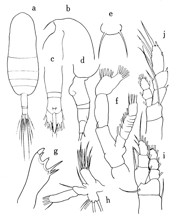 Species Euaugaptilus brodskyi - Plate 1 of morphological figures