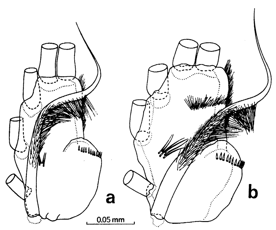 Espèce Euchirella bella - Planche 18 de figures morphologiques
