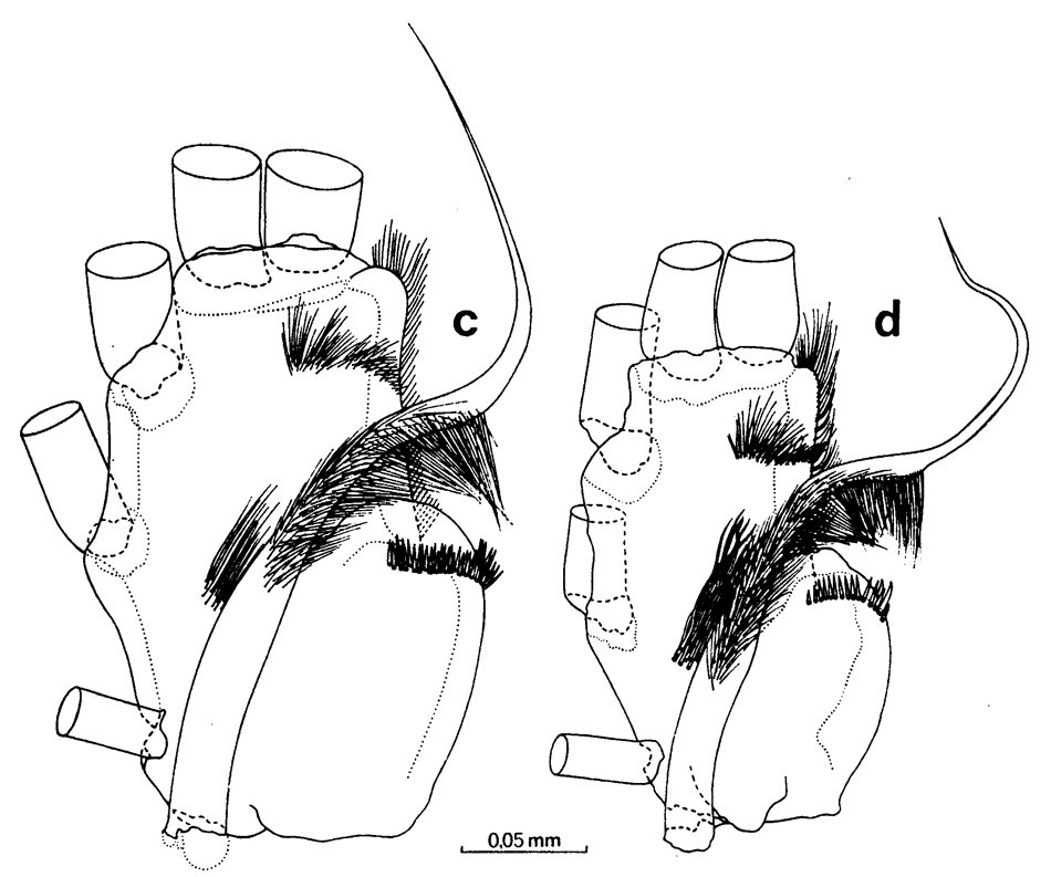 Espèce Euchirella bitumida - Planche 15 de figures morphologiques