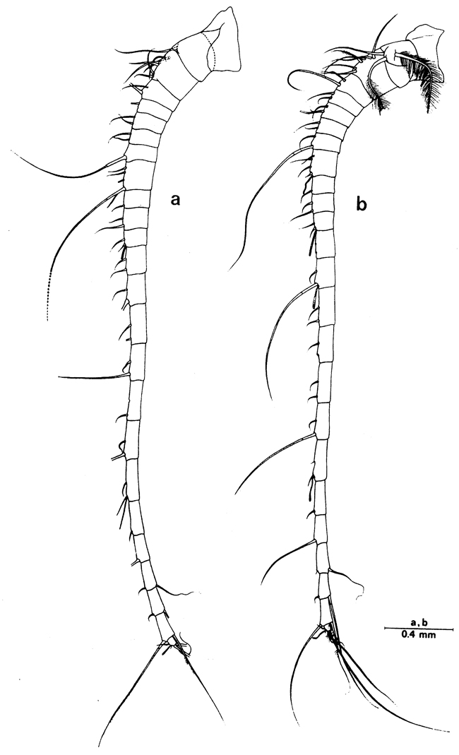Espce Euchirella paulinae - Planche 7 de figures morphologiques