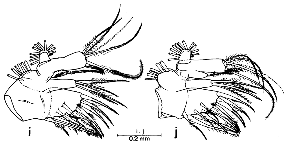 Species Euchirella paulinae - Plate 9 of morphological figures