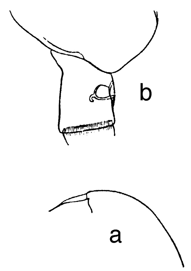 Espce Amallothrix gracilis - Planche 8 de figures morphologiques