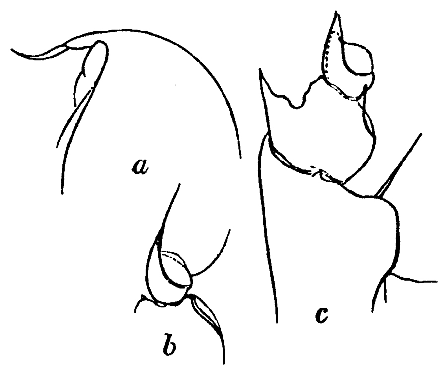 Espce Pseudoamallothrix emarginata - Planche 14 de figures morphologiques