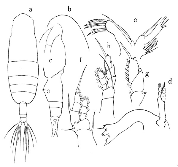 Species Euaugaptilus facilis - Plate 1 of morphological figures