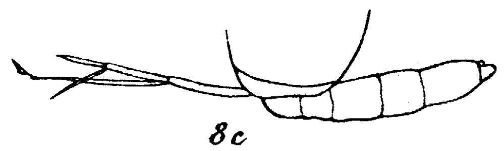 Espce Pseudoamallothrix emarginata - Planche 18 de figures morphologiques
