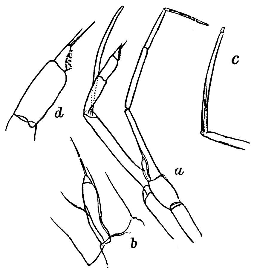 Espce Pseudoamallothrix emarginata - Planche 19 de figures morphologiques