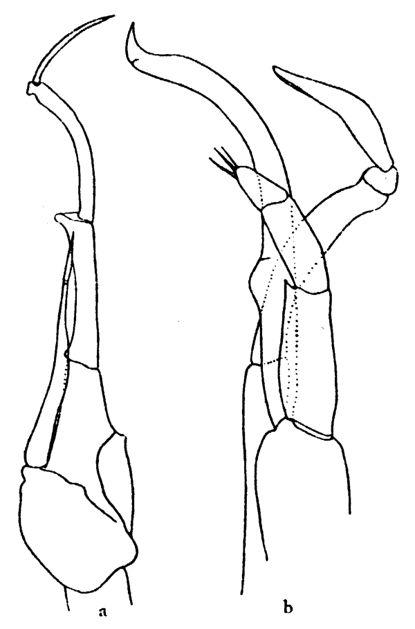 Species Scaphocalanus brevicornis - Plate 4 of morphological figures