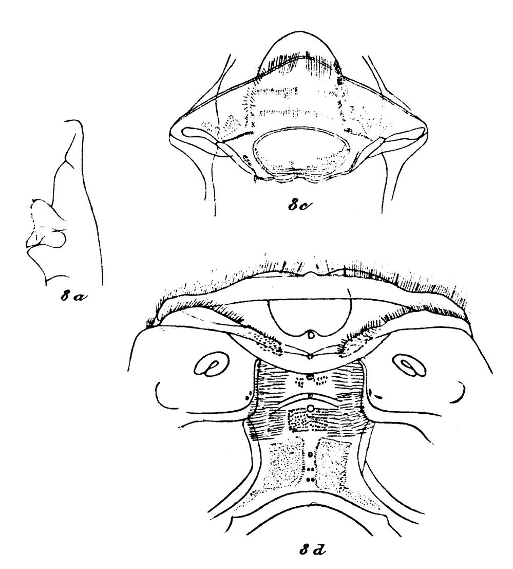 Espèce Scaphocalanus magnus - Planche 19 de figures morphologiques