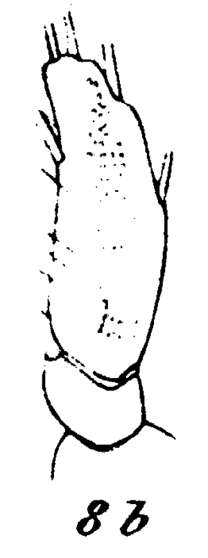Espèce Scaphocalanus magnus - Planche 20 de figures morphologiques