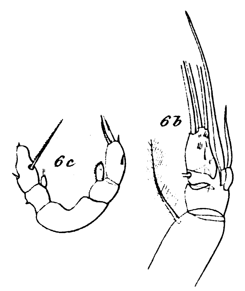 Espèce Scaphocalanus magnus - Planche 22 de figures morphologiques
