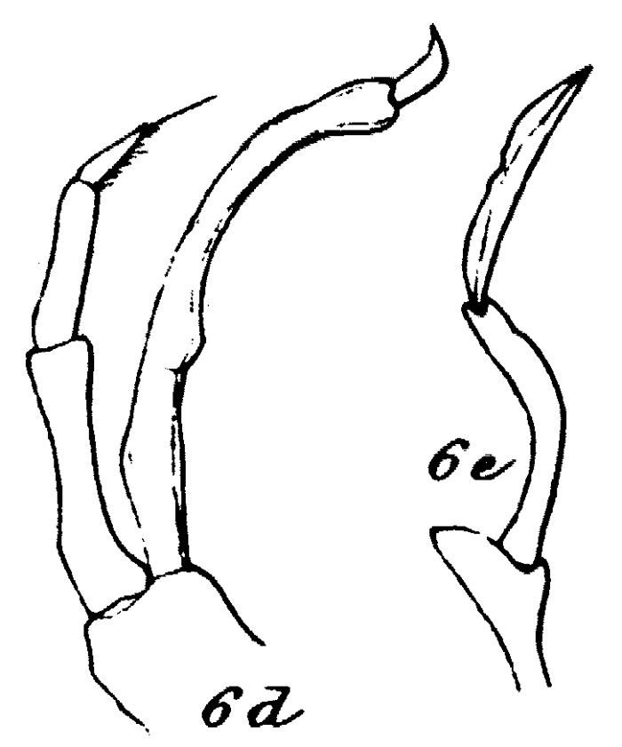 Espèce Scaphocalanus magnus - Planche 23 de figures morphologiques