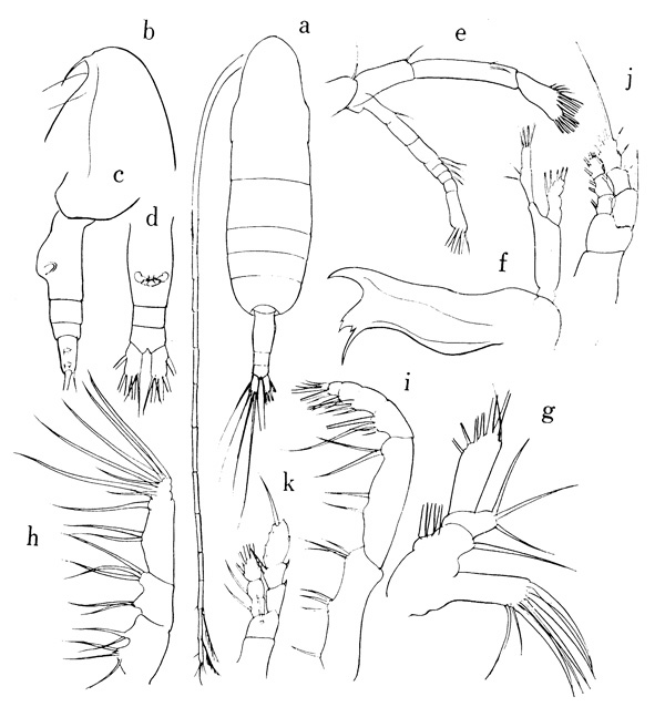 Espce Euaugaptilus marginatus - Planche 1 de figures morphologiques