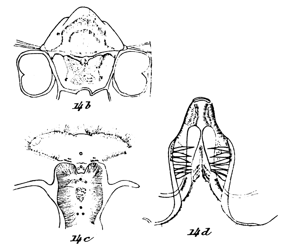 Species Pseudoamallothrix ovata - Plate 15 of morphological figures