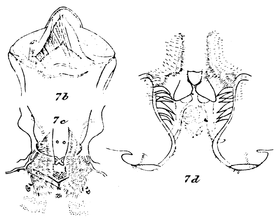 Species Lophothrix frontalis - Plate 23 of morphological figures