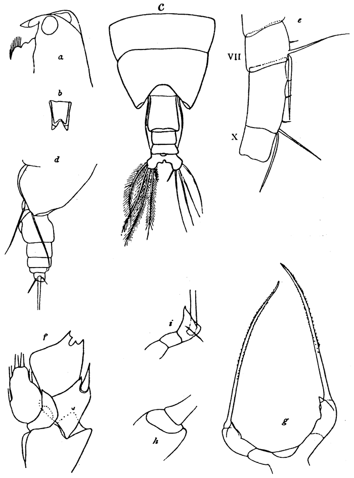 Espce Scottocalanus thori - Planche 6 de figures morphologiques
