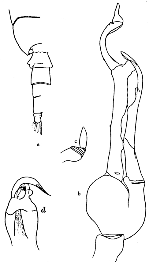 Species Scottocalanus thori - Plate 8 of morphological figures