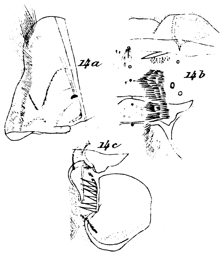 Espce Scottocalanus thori - Planche 7 de figures morphologiques