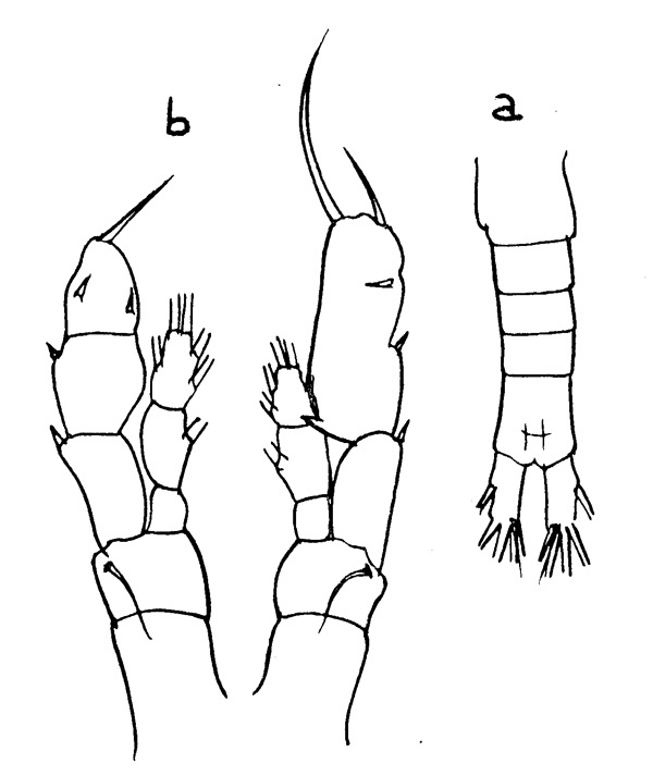 Espèce Euaugaptilus palumbii - Planche 1 de figures morphologiques