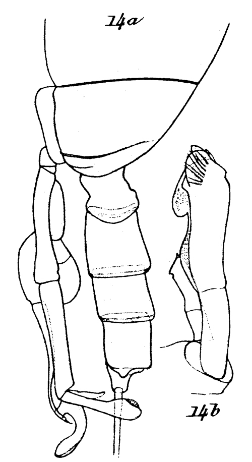 Espce Scottocalanus thori - Planche 9 de figures morphologiques