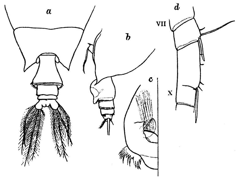 Espèce Scottocalanus securifrons - Planche 15 de figures morphologiques