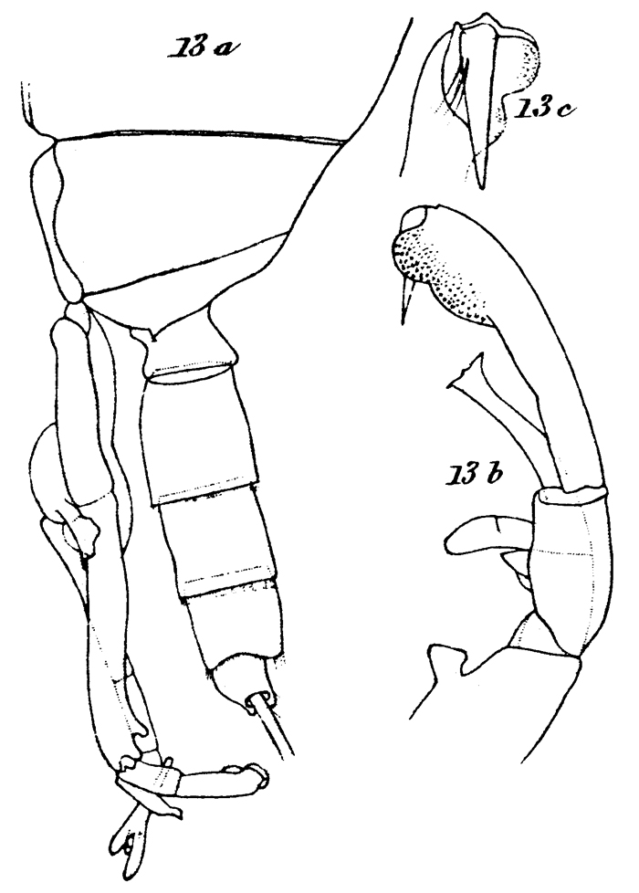 Espèce Scottocalanus securifrons - Planche 17 de figures morphologiques