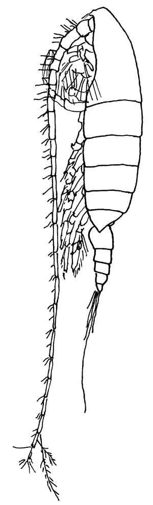 Species Megacalanus princeps - Plate 13 of morphological figures