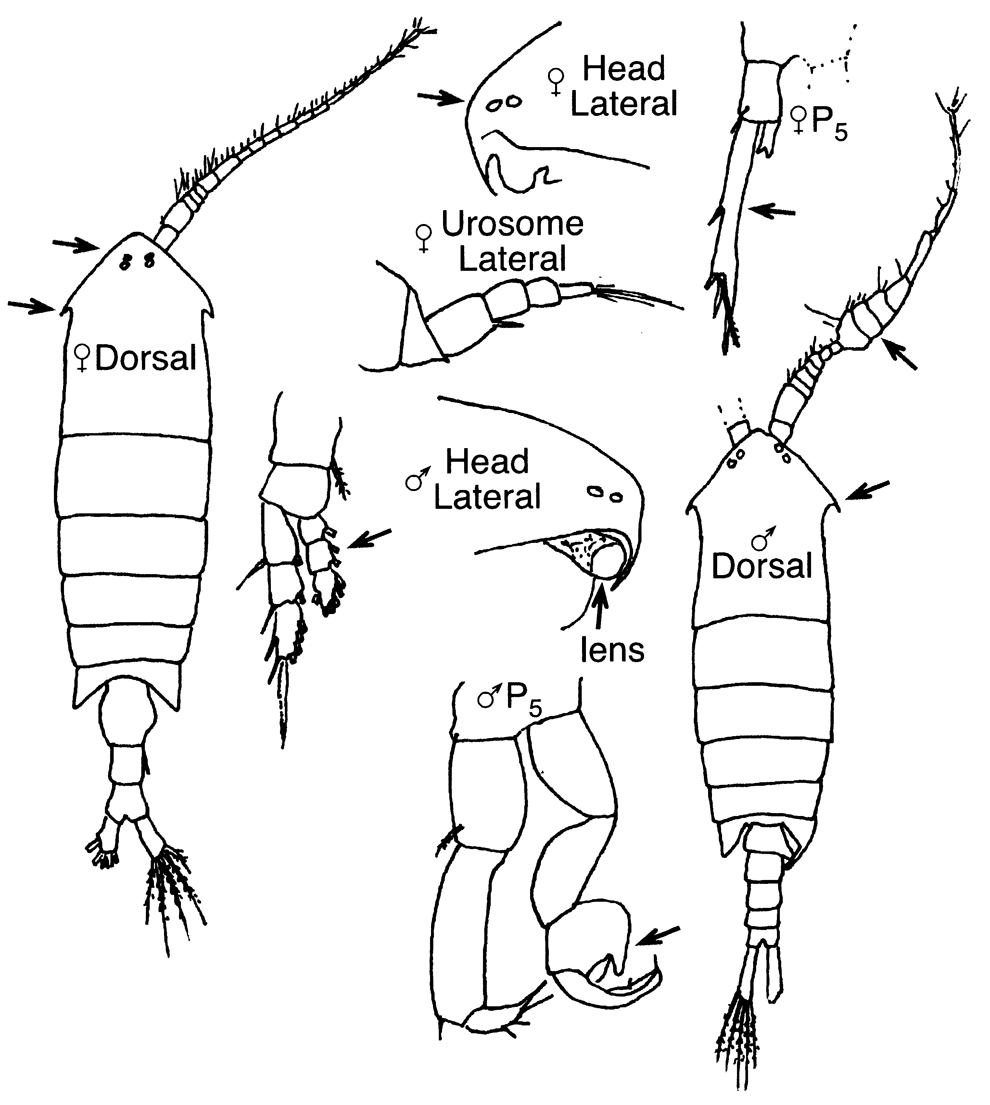 Espce Anomalocera opalus - Planche 7 de figures morphologiques
