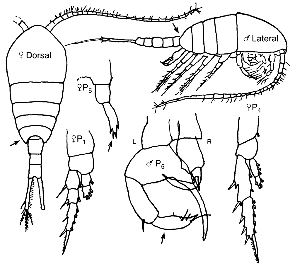 Species Temora longicornis - Plate 10 of morphological figures
