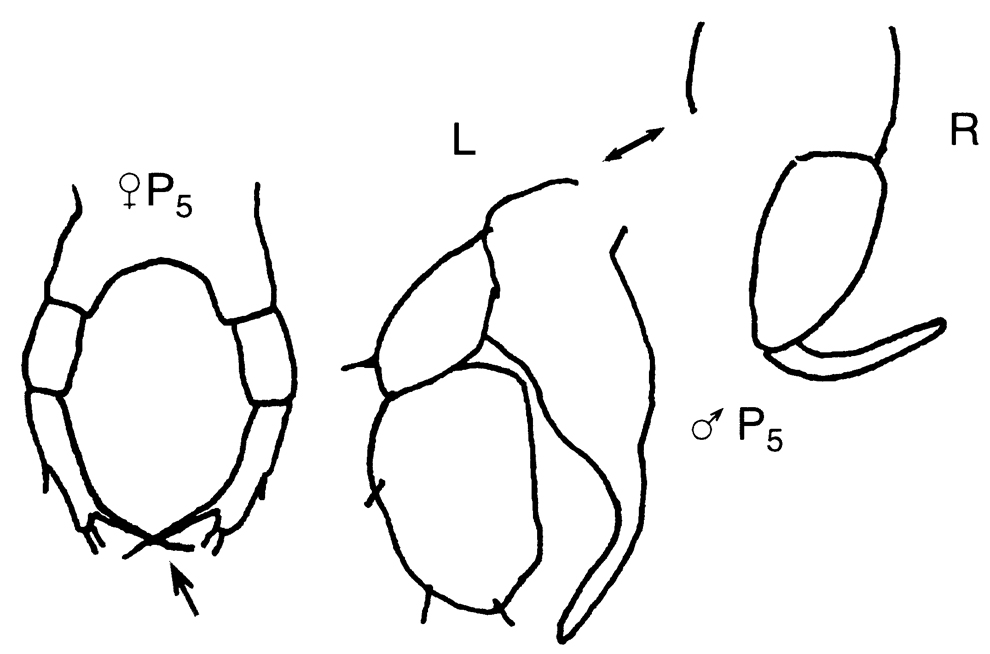 Espce Temora stylifera - Planche 18 de figures morphologiques