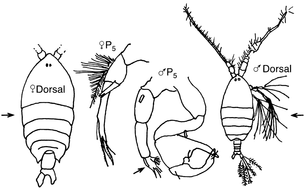 Espèce Pontellina plumata - Planche 35 de figures morphologiques