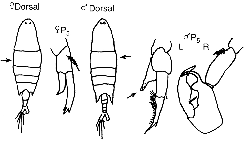 Espce Labidocera aestiva - Planche 2 de figures morphologiques