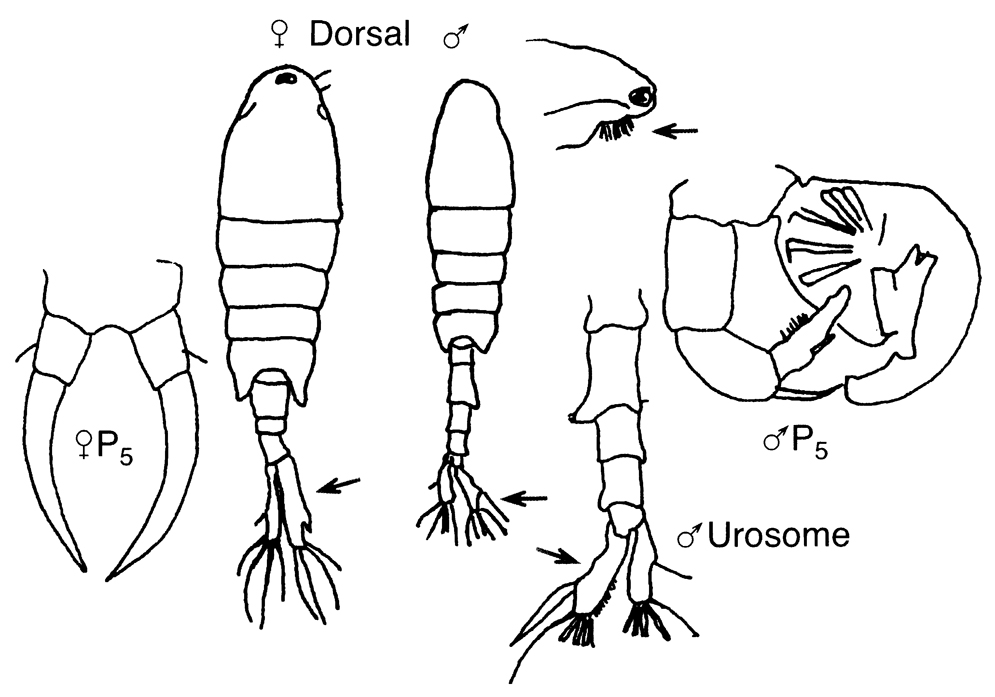 Espce Tortanus (Boreotortanus) discaudatus - Planche 7 de figures morphologiques
