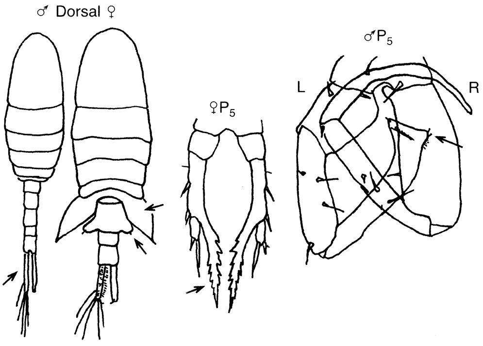 Espèce Eurytemora herdmani - Planche 2 de figures morphologiques