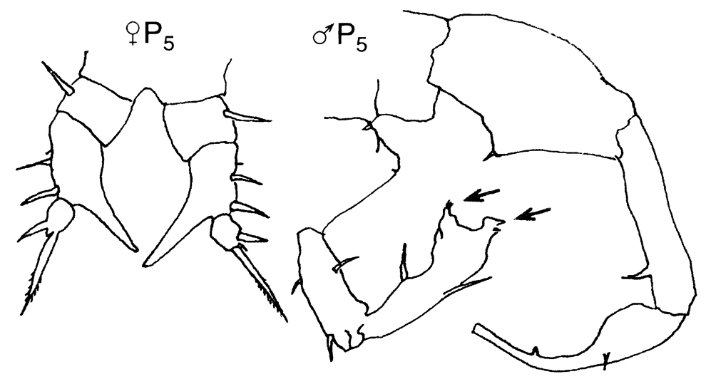 Species Eurytemora affinis - Plate 3 of morphological figures