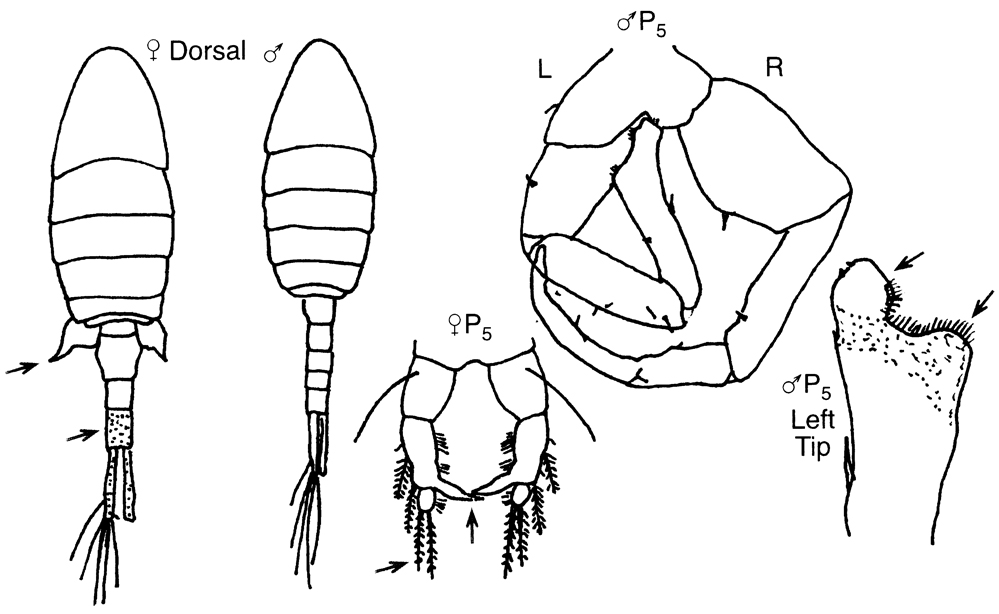 Species Eurytemora americana - Plate 5 of morphological figures