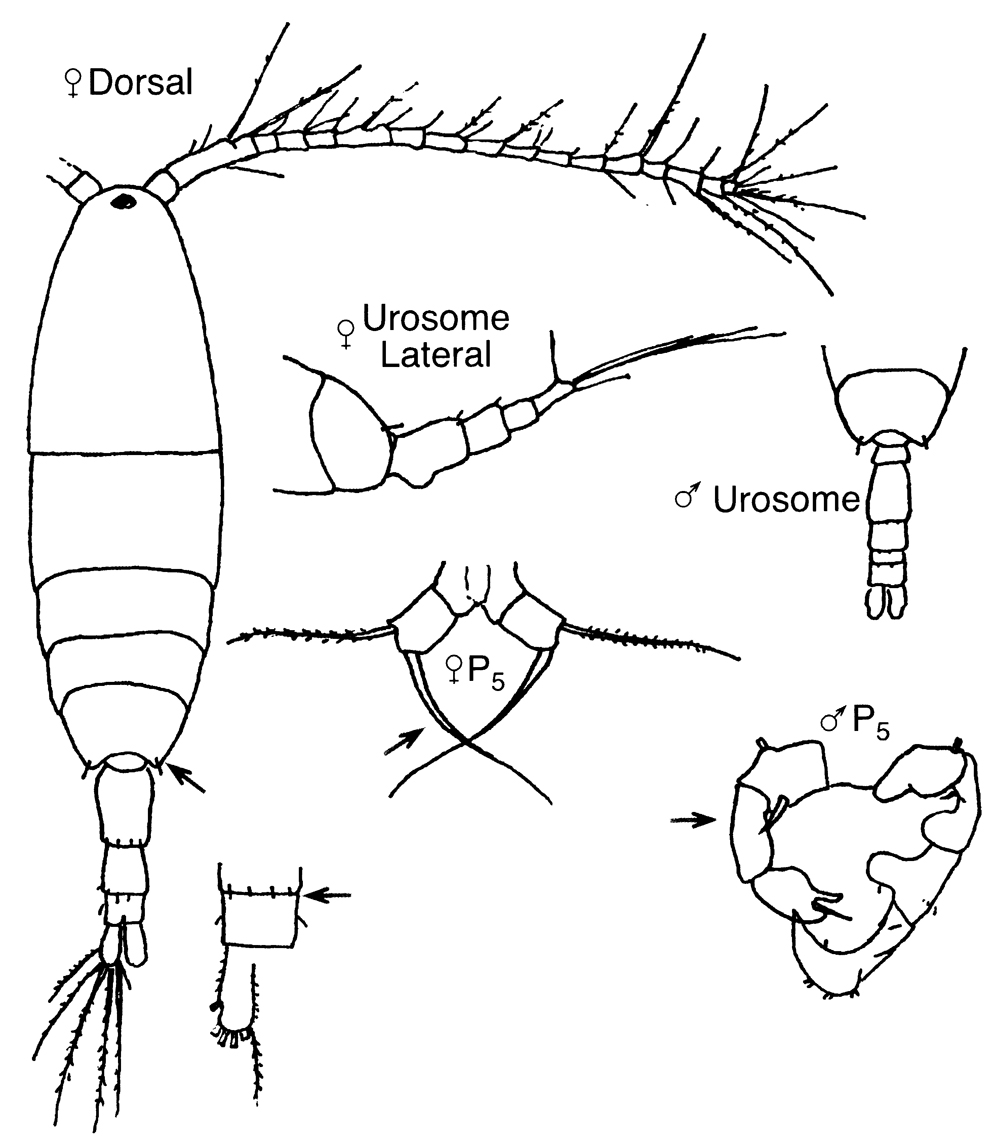 Espèce Acartia (Acartiura) longiremis - Planche 10 de figures morphologiques