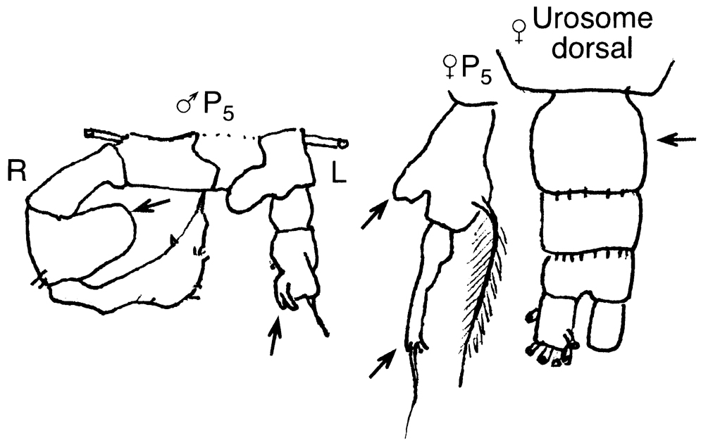 Espce Acartia (Acanthacartia) tonsa - Planche 25 de figures morphologiques
