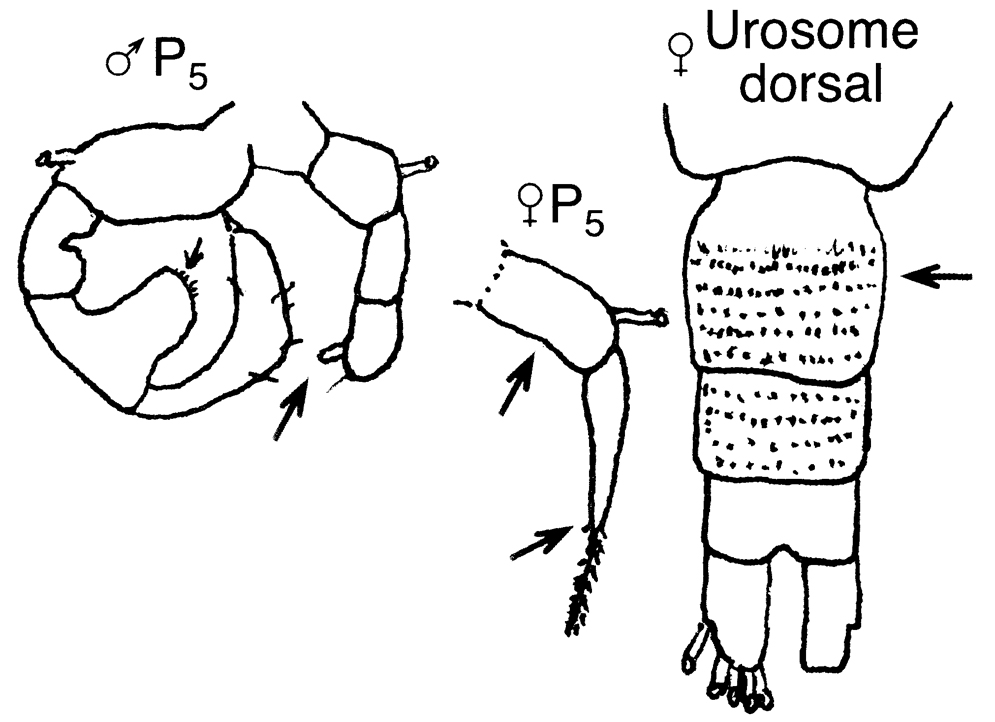 Espèce Acartia (Acanthacartia) bifilosa - Planche 12 de figures morphologiques