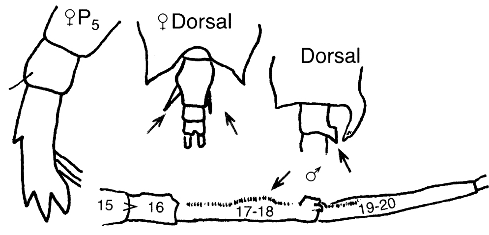 Espèce Candacia pachydactyla - Planche 12 de figures morphologiques