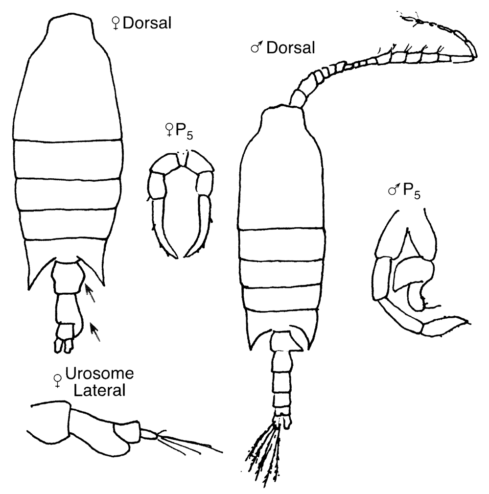 Species Candacia armata - Plate 6 of morphological figures