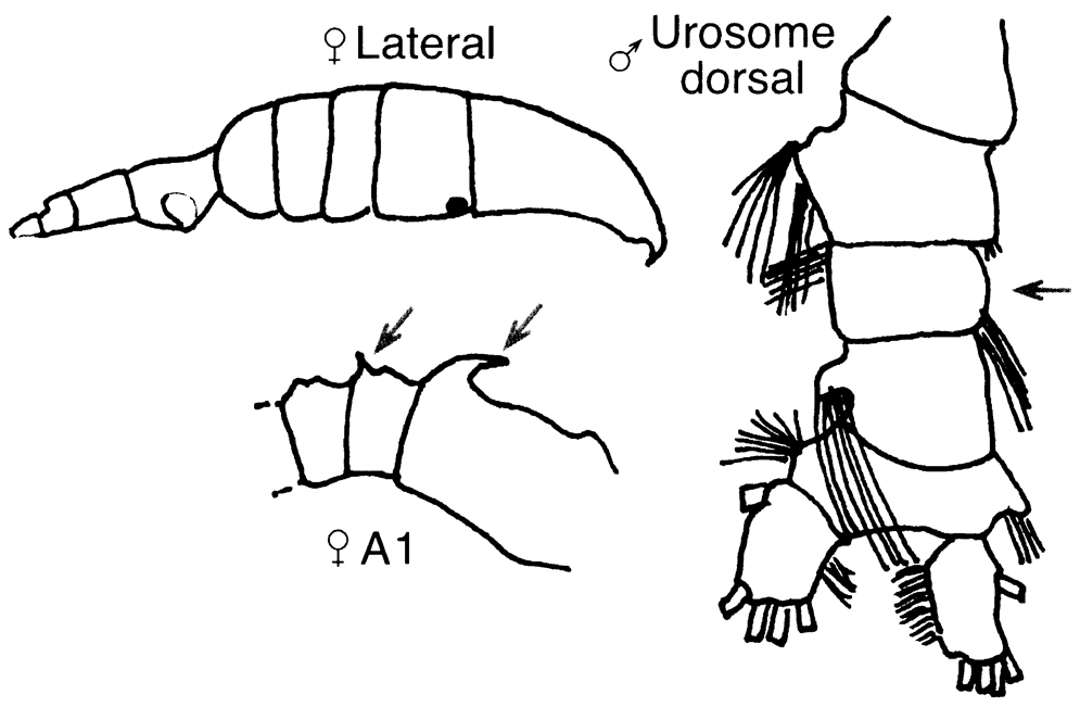 Espèce Pleuromamma abdominalis - Planche 21 de figures morphologiques