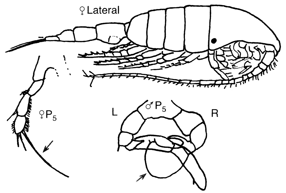 Species Pleuromamma robusta - Plate 11 of morphological figures