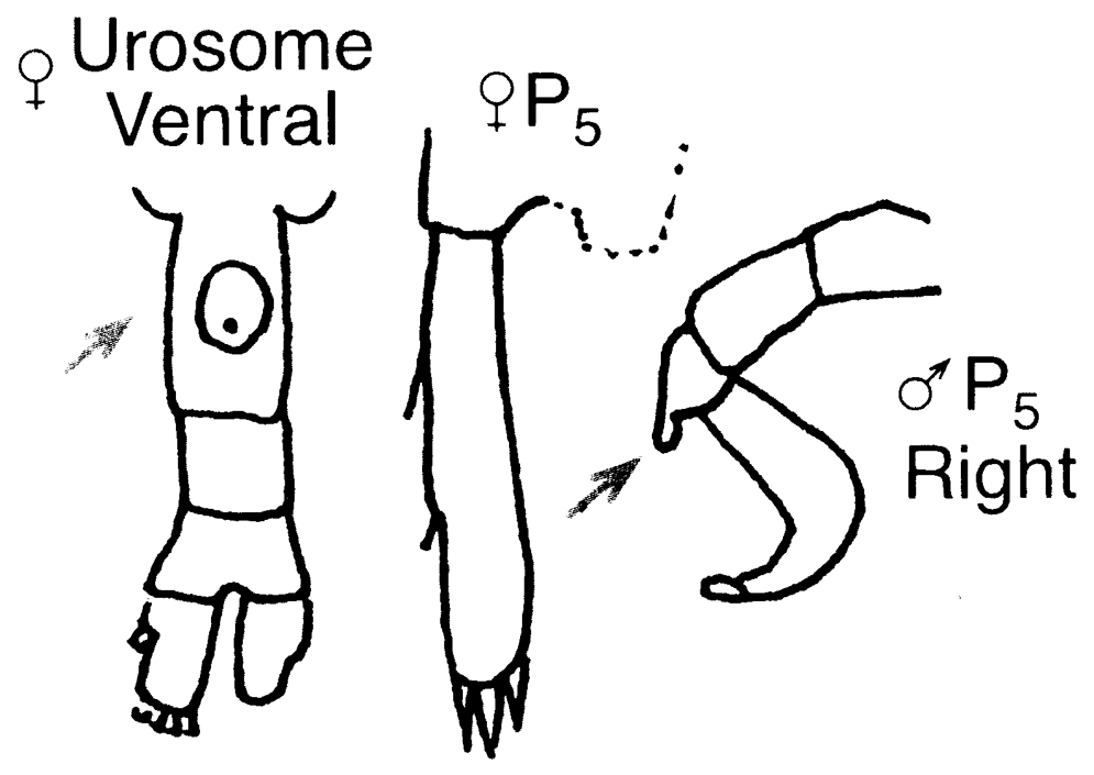 Espce Pleuromamma gracilis - Planche 17 de figures morphologiques