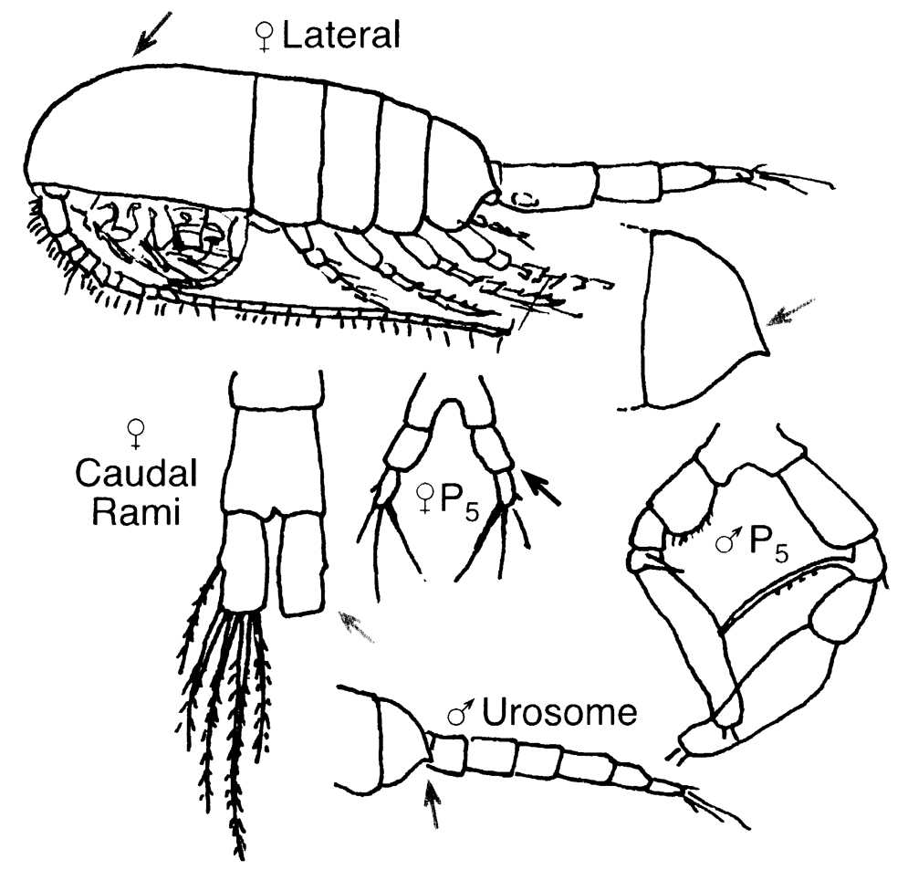 Species Metridia lucens - Plate 12 of morphological figures